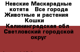 Невские Маскарадные котята - Все города Животные и растения » Кошки   . Калининградская обл.,Светловский городской округ 